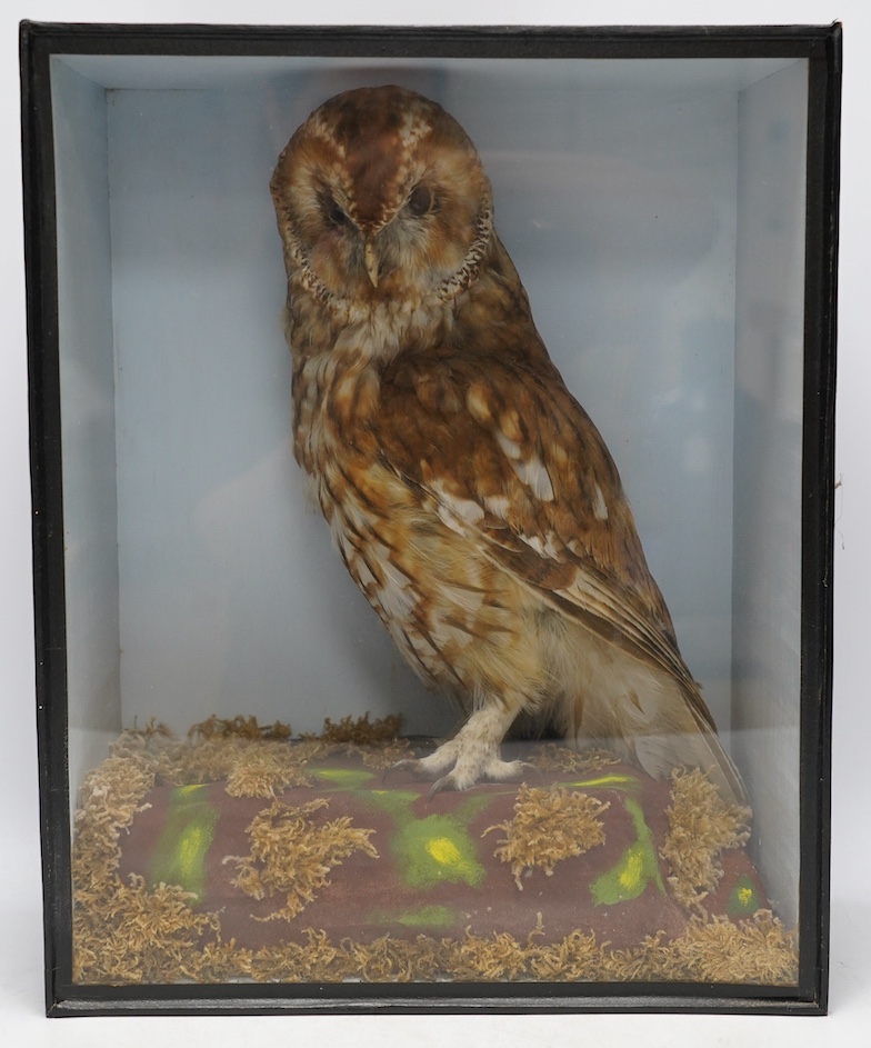 A cased and glazed taxidermy tawny owl, 41.5cm tall. Condition - good